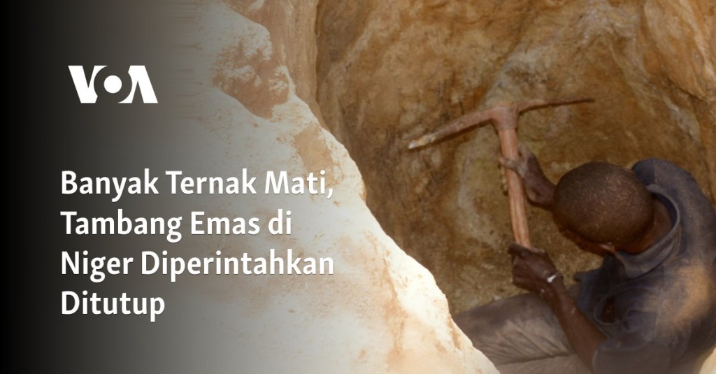 Banyak Ternak Mati, Tambang Emas di Niger Diperintahkan Ditutup