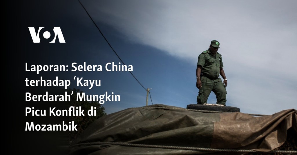 Laporan: Selera China terhadap ‘Kayu Berdarah’ Mungkin Picu Konflik di Mozambik